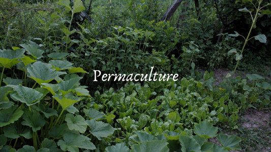 Permaculture in Austin, TX